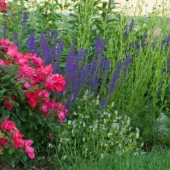 Salvia X Sylvestris 'May Night' -Olivia Plants Sales x600 20217
