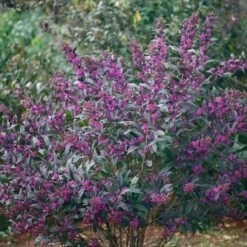 Callicarpa Pearl Glam® -Olivia Plants Sales x600 20411