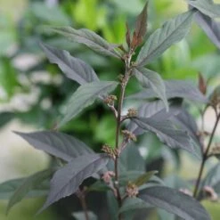 Callicarpa Pearl Glam® -Olivia Plants Sales x600 20412