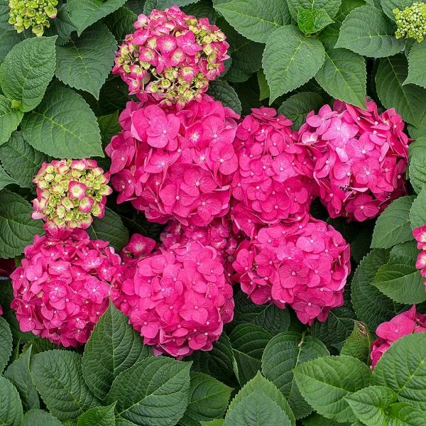 Hydrangea Macrophylla Endless Summer® Summer Crush® 1 Hydrangea Macrophylla Endless Summer® Summer Crush®