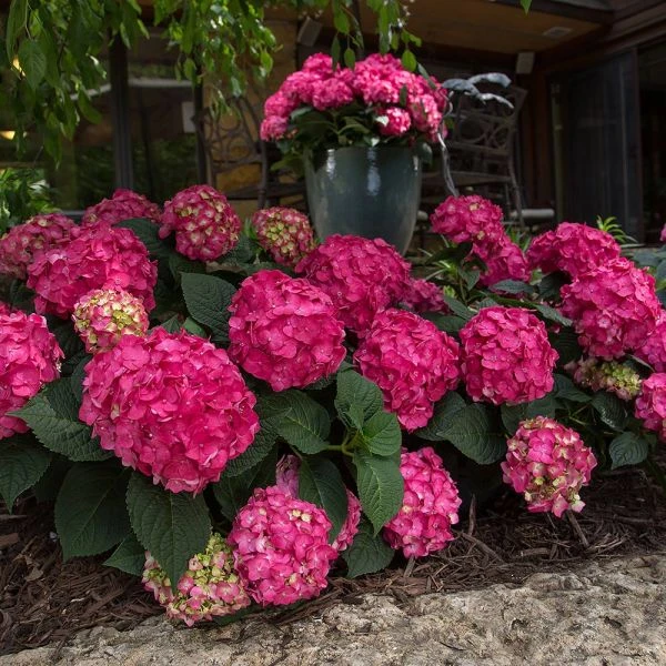 Hydrangea Macrophylla Endless Summer® Summer Crush® 2 Hydrangea Macrophylla Endless Summer® Summer Crush® - Image 2