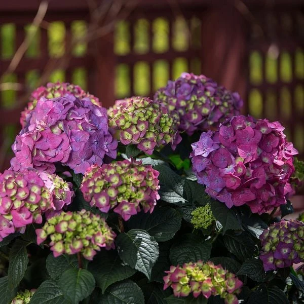 Hydrangea Macrophylla Endless Summer® Summer Crush® 3 Hydrangea Macrophylla Endless Summer® Summer Crush® - Image 3