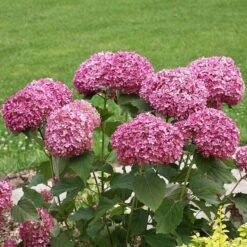 Hydrangea Arborescens Invincibelle Mini Mauvette® -Olivia Plants Sales x600 20440