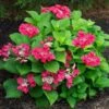 Hydrangea Macrophylla Cherry Explosion