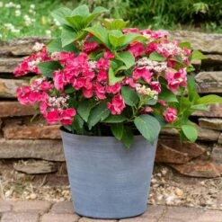 Hydrangea Macrophylla Cherry Explosion -Olivia Plants Sales x600 20474