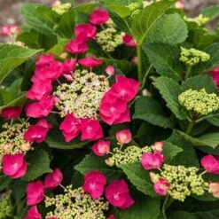 Hydrangea Macrophylla Cherry Explosion -Olivia Plants Sales x600 20476