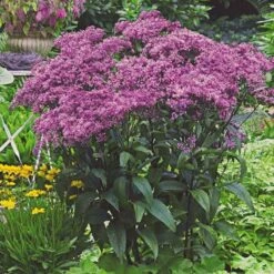 Pollinator Bulb & Perennial Garden 22 Pollinator Bulb & Perennial Garden -Olivia Plants Sales x600 20480