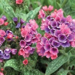 Pulmonaria 'Raspberry Splash' -Olivia Plants Sales x600 20497