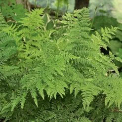 Athyrium Filix-femina - Lady Fern