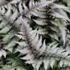 Athyrium Niponicum Var. Pictum - Japanese Painted Fern