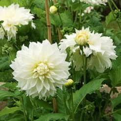 Dinnerplate Dahlia Collection 4 Tubers -Olivia Plants Sales x600 20532 1
