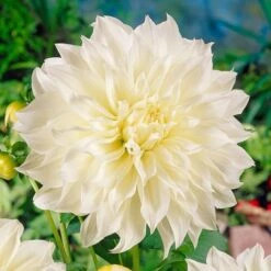 Dahlia 'Fleurel' 7 Dahlia 'Fleurel' -Olivia Plants Sales x600 20534