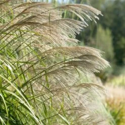 Ornamental Grass: Miscanthus Sinensis 'Silver Feather' 7 Ornamental Grass: Miscanthus Sinensis 'Silver Feather' -Olivia Plants Sales x600 20535