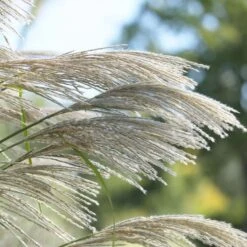 Ornamental Grass: Miscanthus Sinensis 'Silver Feather' 8 Ornamental Grass: Miscanthus Sinensis 'Silver Feather' -Olivia Plants Sales x600 20536