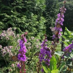 Liatris Ligulistylis 7 Liatris Ligulistylis -Olivia Plants Sales x600 20545