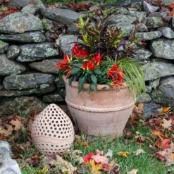 Cretan Candle Lantern -Olivia Plants Sales x600 20645