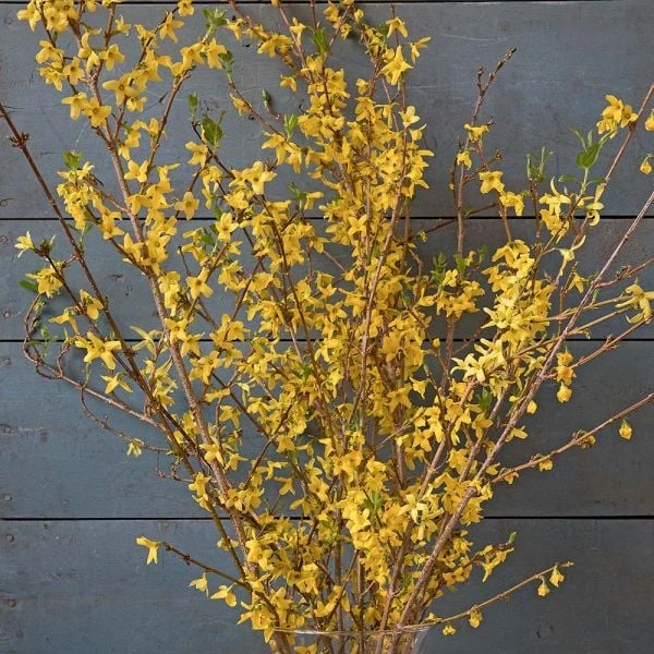 Forsythia Flowering Branches 4 Forsythia Flowering Branches - Image 4