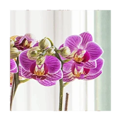 Purple-and-white Mini Moth Orchids In Ceramic Cachepot 5 Purple-and-white Mini Moth Orchids In Ceramic Cachepot -Olivia Plants Sales x600 20862