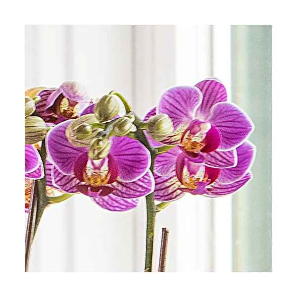 Purple-and-white Mini Moth Orchids In Ceramic Cachepot 3 Purple-and-white Mini Moth Orchids In Ceramic Cachepot - Image 3