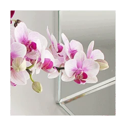 Blush White Compact Moth Orchids In 5" Ceramic Cachepot -Olivia Plants Sales x600 20863