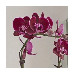Burgundy Compact Moth Orchids In 5" Ceramic Cachepot -Olivia Plants Sales x600 20864