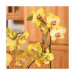 Yellow Moth Orchid In 5" White Ceramic Cachepot 5 Yellow Moth Orchid In 5" White Ceramic Cachepot -Olivia Plants Sales x600 20866