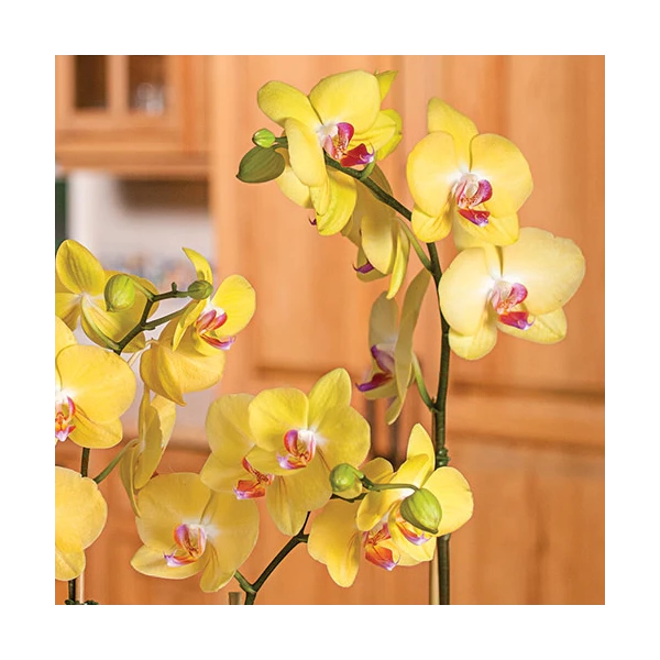 Yellow Moth Orchid In 5" White Ceramic Cachepot 3 Yellow Moth Orchid In 5" White Ceramic Cachepot - Image 3