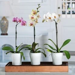 White Moth Orchid In 5" White Ceramic Cachepot 5 White Moth Orchid In 5" White Ceramic Cachepot -Olivia Plants Sales x600 20889 1