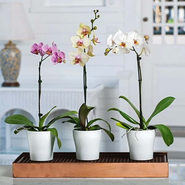 Pink Moth Orchid In 5" White Ceramic Cachepot 2 Pink Moth Orchid In 5" White Ceramic Cachepot - Image 2