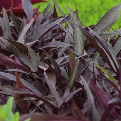 Pollinator Pleaser Annual Collection 10 Pollinator Pleaser Annual Collection -Olivia Plants Sales x600 20995