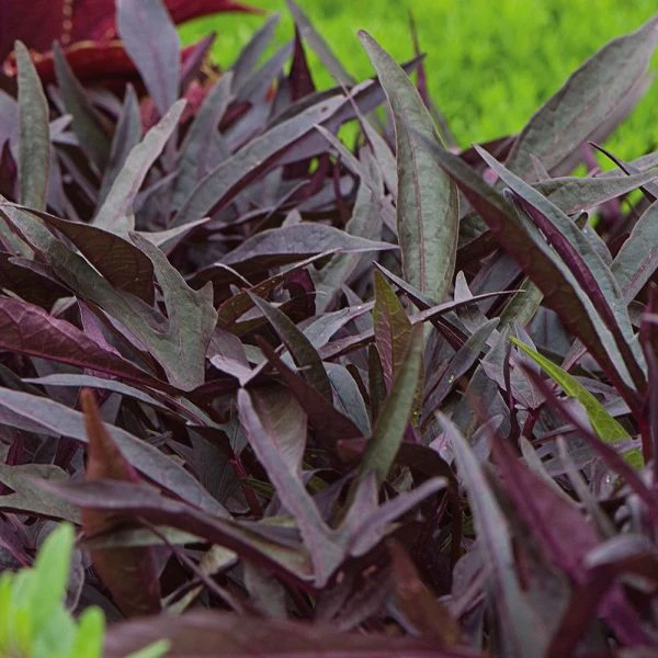 Pollinator Pleaser Annual Collection 4 Pollinator Pleaser Annual Collection - Image 4