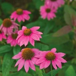 Tough As Nails Deer-Resistant Garden For Sun 14 Tough As Nails Deer-Resistant Garden For Sun -Olivia Plants Sales x600 21009 1