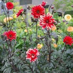 Dahlia 'Bishop Of Llandaff' -Olivia Plants Sales x600 21097