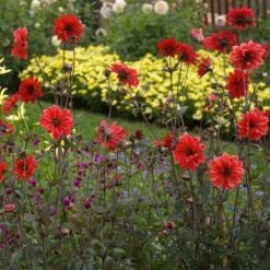 Dahlia 'Bishop Of Llandaff' -Olivia Plants Sales x600 21099