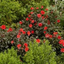 Dahlia 'Bishop Of Llandaff' -Olivia Plants Sales x600 21100