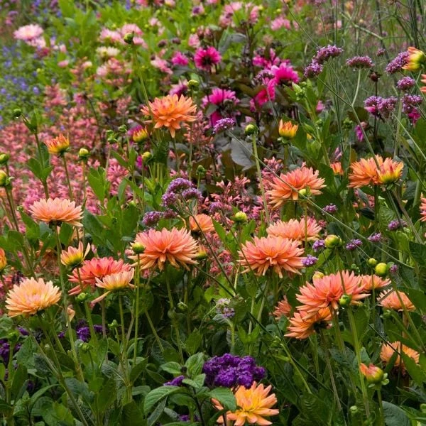 Dahlia 'Karma Corona' 3 Dahlia 'Karma Corona' - Image 3