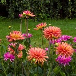 Dahlia 'Karma Sangria' -Olivia Plants Sales x600 21112