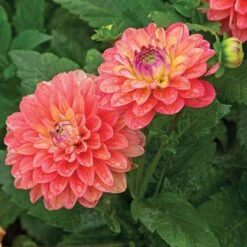 Dahlia 'Melody Allegro' -Olivia Plants Sales x600 21115