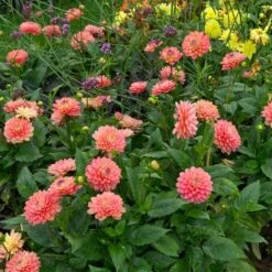 Dahlia 'Melody Allegro' -Olivia Plants Sales x600 21116