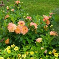 Dahlia 'Melody Dora' 6 Dahlia 'Melody Dora' -Olivia Plants Sales x600 21118