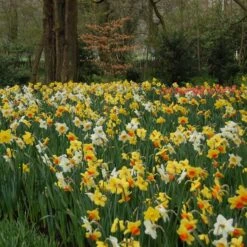 Professional's Naturalizing Daffodil Mix -Olivia Plants Sales x600 21134