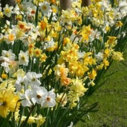 Professional's Naturalizing Daffodil Mix -Olivia Plants Sales x600 21137 1