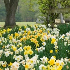 The Works Daffodil Mix, Southern Style 16 The Works Daffodil Mix, Southern Style -Olivia Plants Sales x600 21140