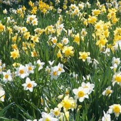 The Works Daffodil Mix 22 The Works Daffodil Mix -Olivia Plants Sales x600 21141 1