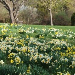 Professional's Naturalizing Daffodil Mix -Olivia Plants Sales x600 21147