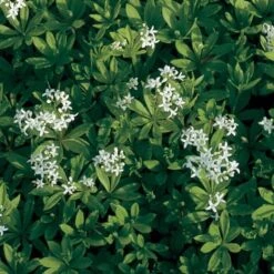 Galium Odoratum 6 Galium Odoratum -Olivia Plants Sales x600 21194