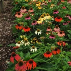 Echinacea 'Cheyenne Spirit' -Olivia Plants Sales x600 21202