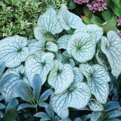Brunnera Macrophylla 'Alexander's Great' -Olivia Plants Sales x600 21218