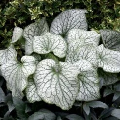 Brunnera Macrophylla 'Alexander's Great' -Olivia Plants Sales x600 21219