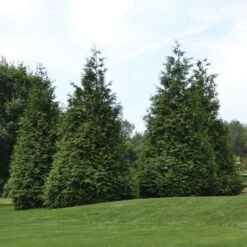 Thuja 'Green Giant' -Olivia Plants Sales x600 21257